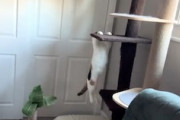【動画】盲目のネコちゃんがキャットタワーから下りる方法。