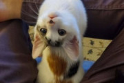 【ねこ画像】ヨガをする飼い主さんの横でポーズをとる猫さん…やる気無しですが柔軟性はさすがですwww