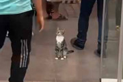 １匹の猫がショッピングモールの出口にいた。またお越しくださいませ♪ → 猫好きは明日も来るでしょう…