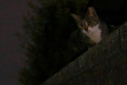 【ねこ画像】夜の塀の上、公園のねこ ほか【再】