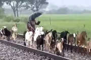 【動画】インドでヤギ飼いに連れられたヤギたちが電車にはねられてしまう事故(´･_･`)