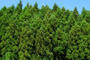 【朗報】杉さん、二酸化炭素吸収能力が最強だった！ドンドン杉を植えまくったほうが地球にいい！