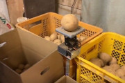 【動画】ジャガイモ農家が使ってる小型選別機がカッコいい
