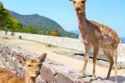 広島旅行なら宮島って行くべき？