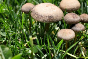キノコって食用とか毒とか無関係に本来は人間の食い物でないらしいな