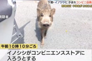 コンビニに入店しようとしたイノシシを追い払おうとした店員、噛まれる