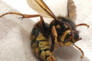 【閲覧注意】家の中にスズメバチ居た