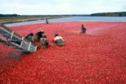 畑ごと水没させて浮かんできた果実を一網打尽にするクランベリーの収穫方法