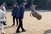 【動画】中国のジジイ、奈良公園にいる神の使いである鹿を蹴りまくって炎上