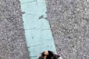 小さな子ネコが道路に引かれた線の上を歩いていた。とことことこ♪ → 可愛い毛玉虫はこちらです…