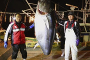 ３億円マグロ船長の死亡を確認　青森・大間、海岸で発見  [12/21]