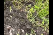 【マジ注意】公園などで不自然に泥が掘り返されたような場に絶対近づかないで！　→　調べてみたら命に関わる◯◯◯が！うわああああ((((( ；ﾟДﾟ))))