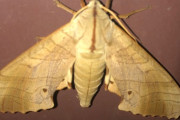 【閲覧注意】玄関ドアに超絶バカデカい蛾が止まってたんだが…