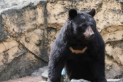 近所にクマ出たんやが・・・
