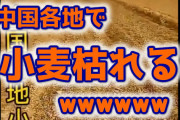 【悲報】中国各地で小麦が枯れる　食糧危機の恐れｗ （動画あり）