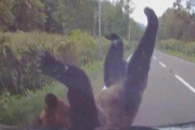 【クマと衝突の瞬間】国道を走行中の乗用車に体長２メートルほどのクマが衝突