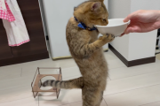 【画像】ご飯が待ちきれない猫がマジでヤバすぎるｗｗｗｗｗ