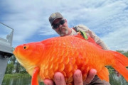アメリカでまたしても巨大金魚がぞくぞく！飼えなくなっても放流しないよう呼びかける