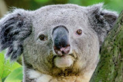 【知ってた？】コアラの鳴き声がヤバイと話題にｗｗｗｗｗｗｗｗｗｗ