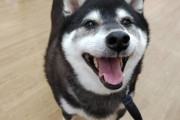 【悲報】大型犬さん、不人気だった?　「好きな犬種」ランキング圏外へ