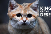 「なぜこんなにかわいいの？」砂漠の王様「スナネコ」 海外の反応