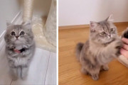 子猫のときに覚えたお座りを成長した今でもしてくれるマリーちゃんにほっこり癒されます