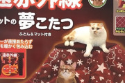 【画像】ネッコさん、専用コタツを貰って大喜びしてしまう