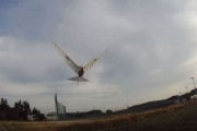 海外「本物の鳥まで騙されてたぞ！」日本人が作ったオーニソプター（鳥型飛行機）を見た海外の反応