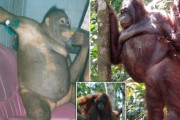 人間相手に娼婦として働かされていたオランウータン、エグ過ぎると話題に…