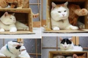 【画像】 猫の捕まえ方【再】