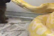 【閲覧注意】蛇が犬を丸呑みにしてるgif
