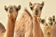 【悲報】美人ラクダ度を競う「美ラクダコンテスト」で整形手術を受けた43頭のラクダが失格