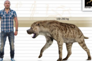 【悲報】古代のハイエナの仲間がデカすぎ！これは百獣の王でも勝てない…