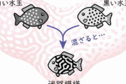水玉×水玉＝迷路！？ 動物の体の複雑な模様はこうしてできる　阪大