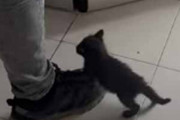子ネコが足元にやってきた。準備中のゴハンを狙っている。とうっ！ → こうなっちゃう…