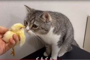 【YouTube】ギネス認定の猫ユーチューバー、預かったヒヨコを猫に近づける動画で批判相次ぐ…「危なすぎる」謝罪後も苦言集まる