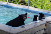 クマの親子が（勝手に）プール遊びに来た！？ 意外と平和で可愛いその動画とコメントをご紹介！ 海外の反応
