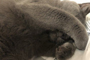 【画像多め】ウチのネッコ、すやすや寝る…寝相悪くて草ｗｗｗｗ