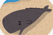 漂着したクジラの胸ヒレ、何者かに盗まれる　実は、違法行為