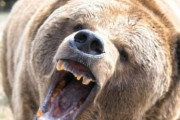 【画像】アメリカ人さん、6％も素手でクマに勝てると思い込むｗｗｗｗｗｗｗ
