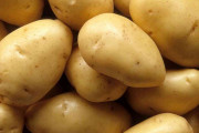 米国ではNGなのに､なぜ日本輸出はOKなのか…｢遺伝子組み換えジャガイモ｣の流通危険性を指摘する
