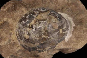 初期の恐竜の卵は柔らかかった、初の発見、定説覆す