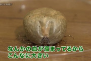 【悲報】ダニが2000匹束になった結果ｗｗｗｗｗｗｗｗｗｗｗｗ