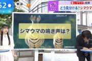 一ノ瀬美空ちゃんが想像するシマウマの鳴き声に安住さん爆笑ｗｗｗ【乃木坂46】