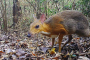 【動物】絶滅したと思われていた「ウサギサイズで鹿のような動物」の『マメジカ』が再発見される（画像あり