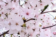 【画像】ちょっとめためた綺麗に桜が撮れたから見て見て見て