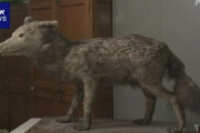 【狼】ヤマイヌのはく製、絶滅したニホンオオカミか…気づいたのは都内の女子中学生　「これはニホンオオカミだなと、ピピッときた」