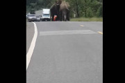 「やんのかコラァ！」２頭のゾウが道路上で乱闘しはじめ全ドライバー困惑