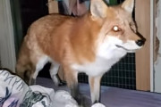 キツネを家で飼った結果ｗｗｗｗｗｗｗｗ