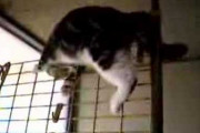 【再掲】【動画】 ネコ「降りられない・・・」